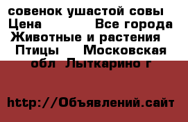 совенок ушастой совы › Цена ­ 5 000 - Все города Животные и растения » Птицы   . Московская обл.,Лыткарино г.